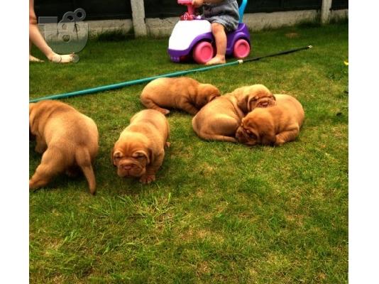 Top Ποιότητας Dogue De Bordeaux κουτάβι του * έτοιμο να πάει στη Νέα Homes...